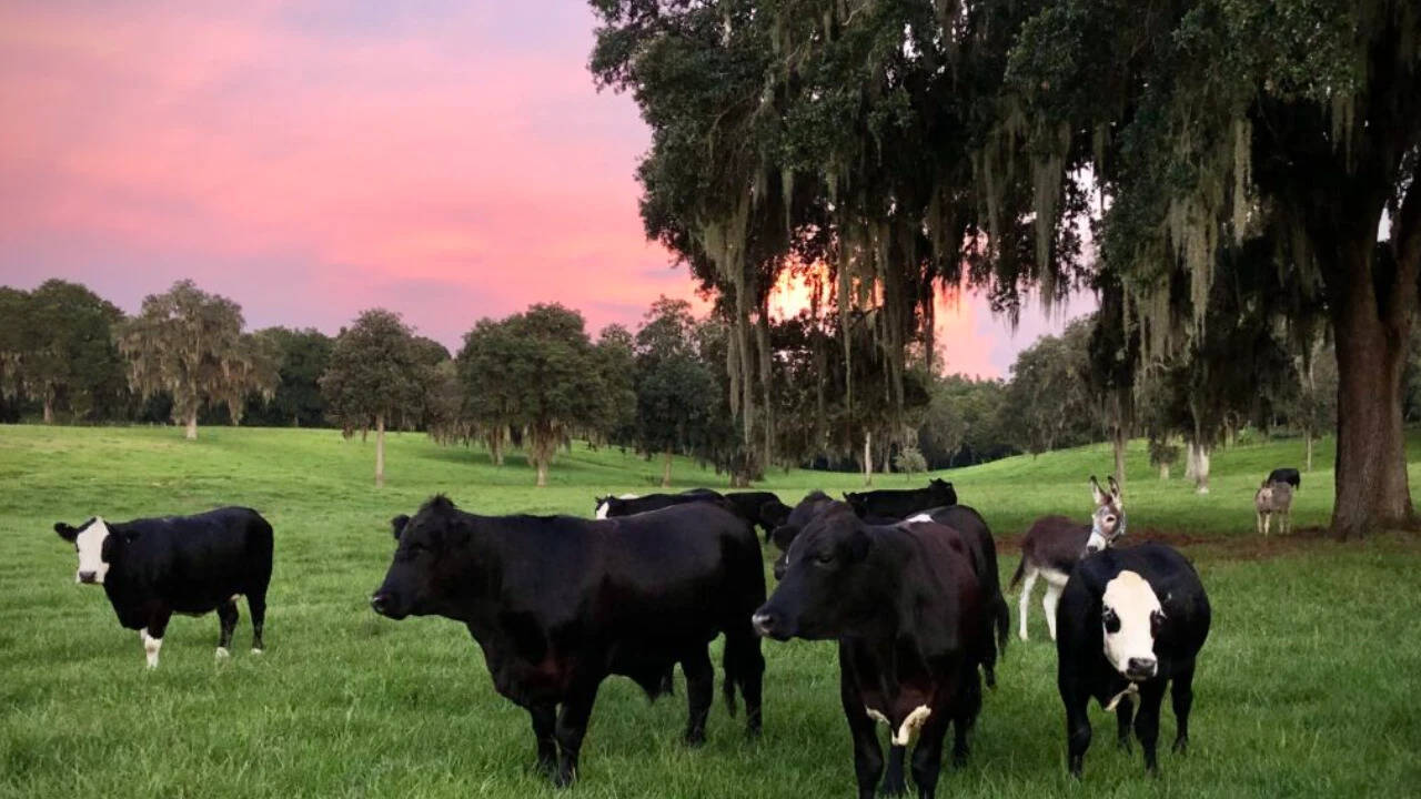 American couple creates sprawling sanctuary for rescued farm animals