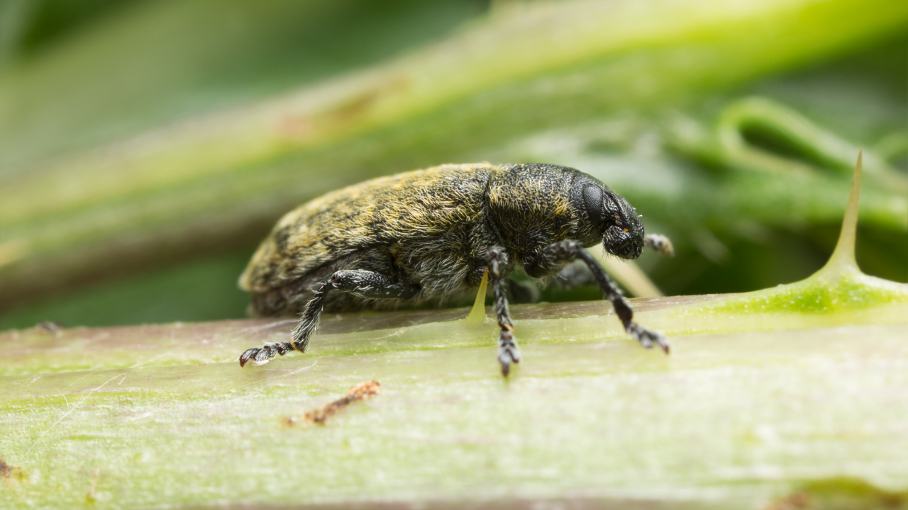 Biological control backfires: US weevil decimates native thistle species