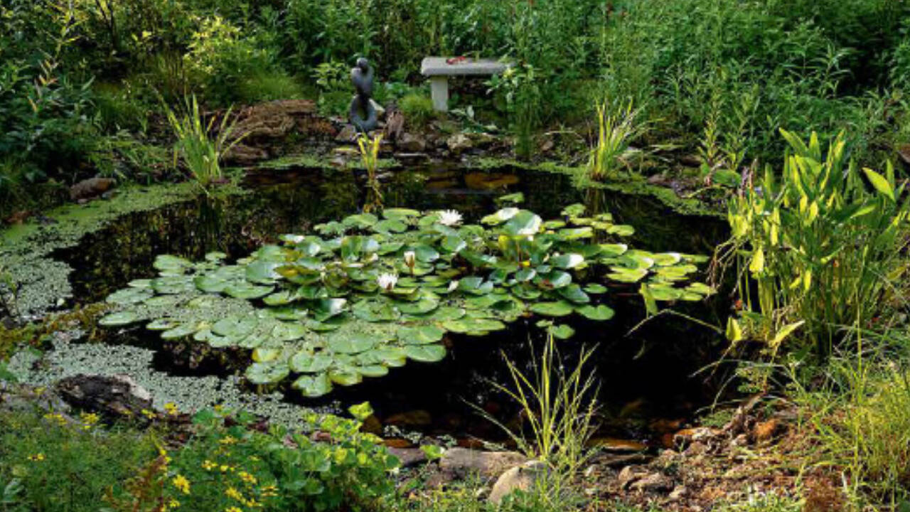 Teen's School Pond Project Becomes Thriving Wildlife Habitat After Nine Years