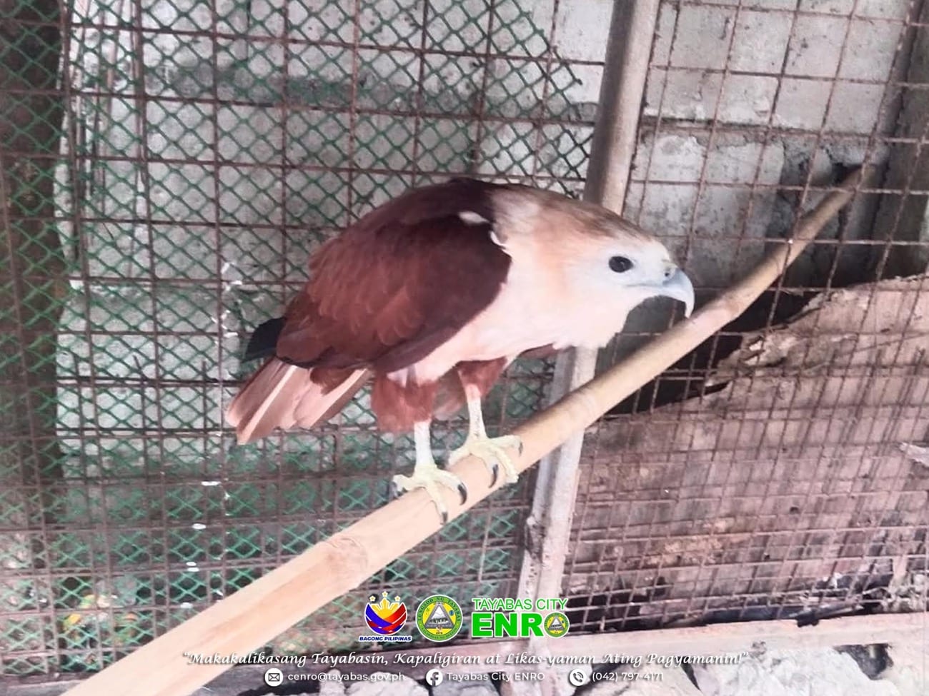 Isang Brahminy kite ay naligtas sa Tayabas City, Quezon