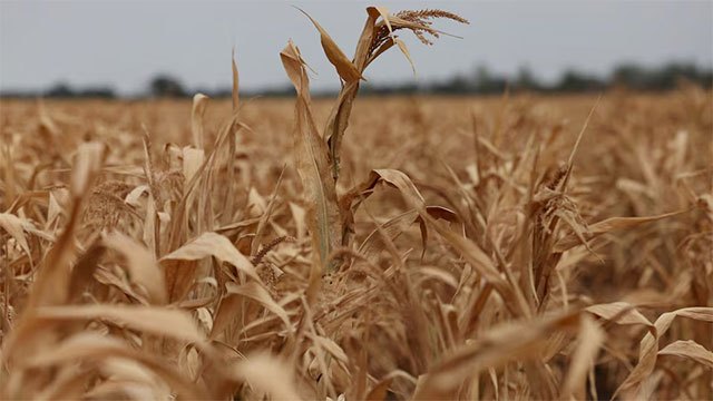 Global food prices surge to two-year highs amid mounting supply concerns