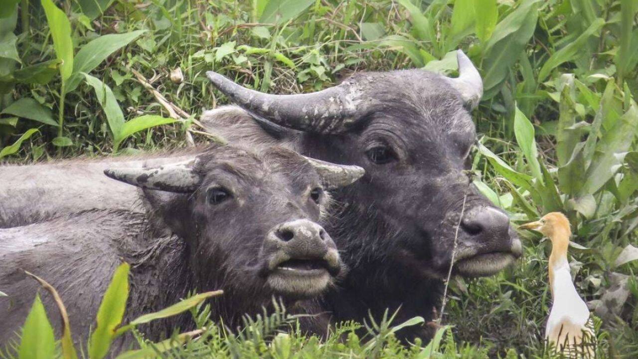 हांगकांग के पशुओं के डीएनए से मिला द्वीपीय जीवन के अनुकूलन का सबूत