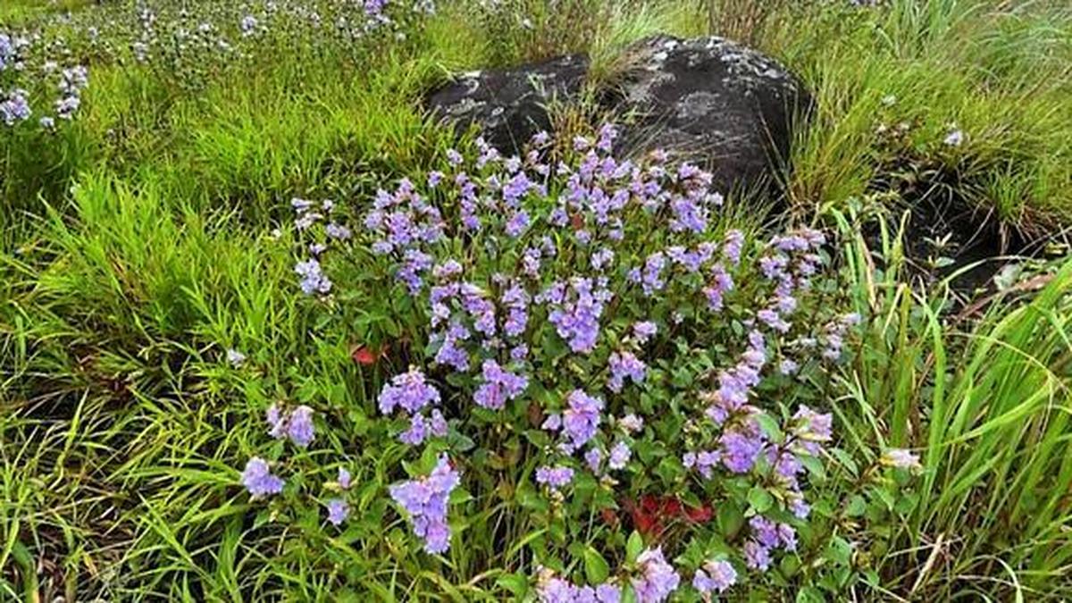 Chokramudy restricts vehicle access, visitor permits amid flower bloom