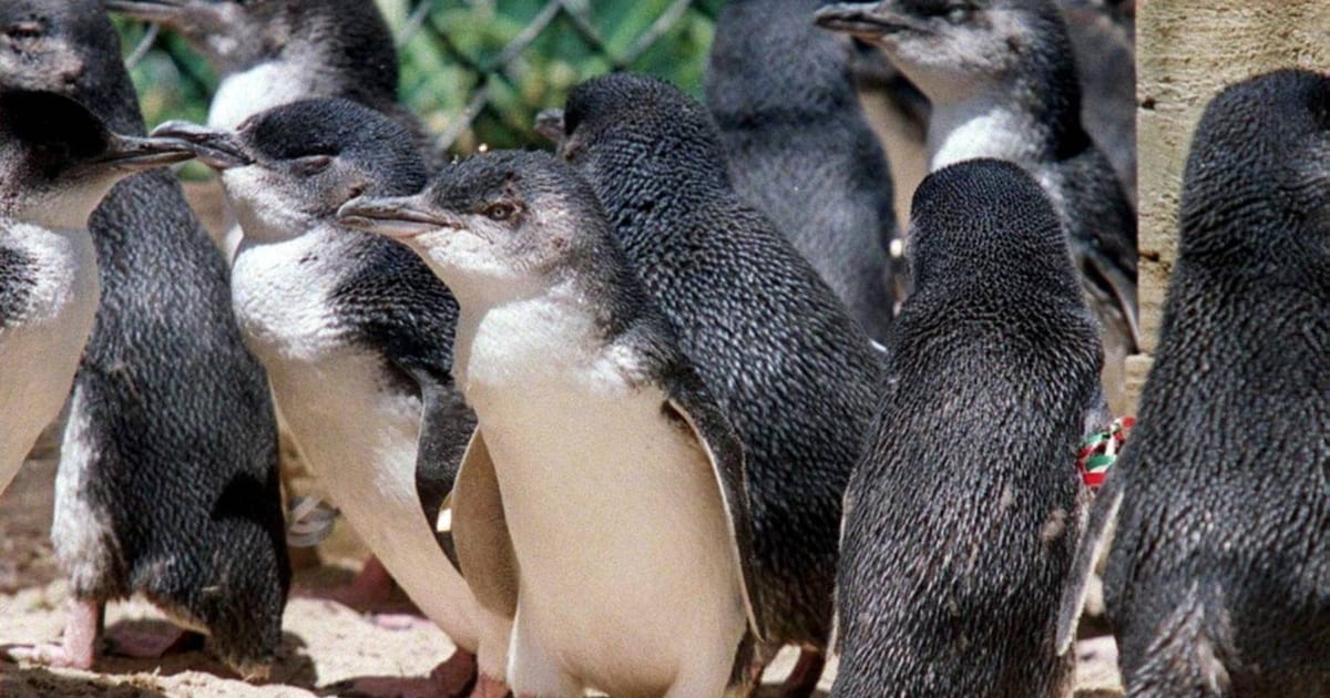 Australia deploys measures to protect penguins from spreading bird flu