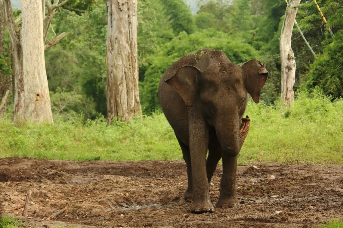 India's top court orders new elephant protection measures