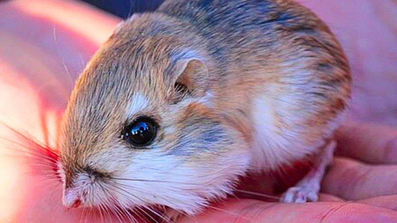 Desert rodents revealed as key architects of vegetation patterns