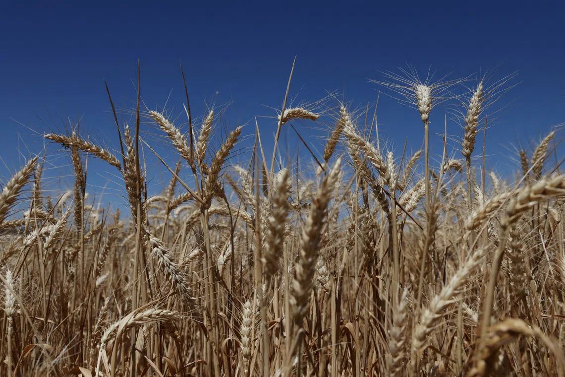 Australia's wheat industry warns of labour crisis from migration curbs