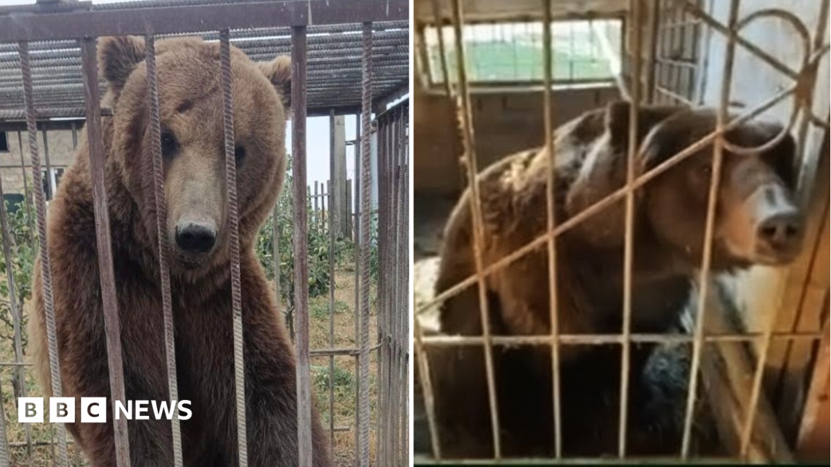 Bears complete arduous five-year journey from Russia to Irish wildlife sanctuary