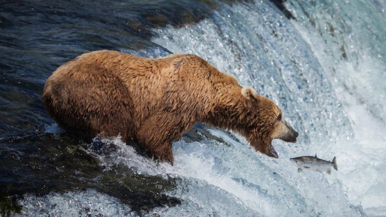 Alaska's bear livestream draws record audiences as salmon season peaks