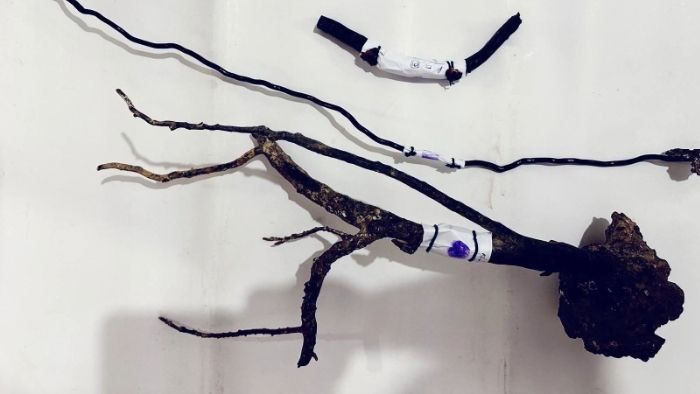 Two arrested in black coral trafficking operation in Western suburbs