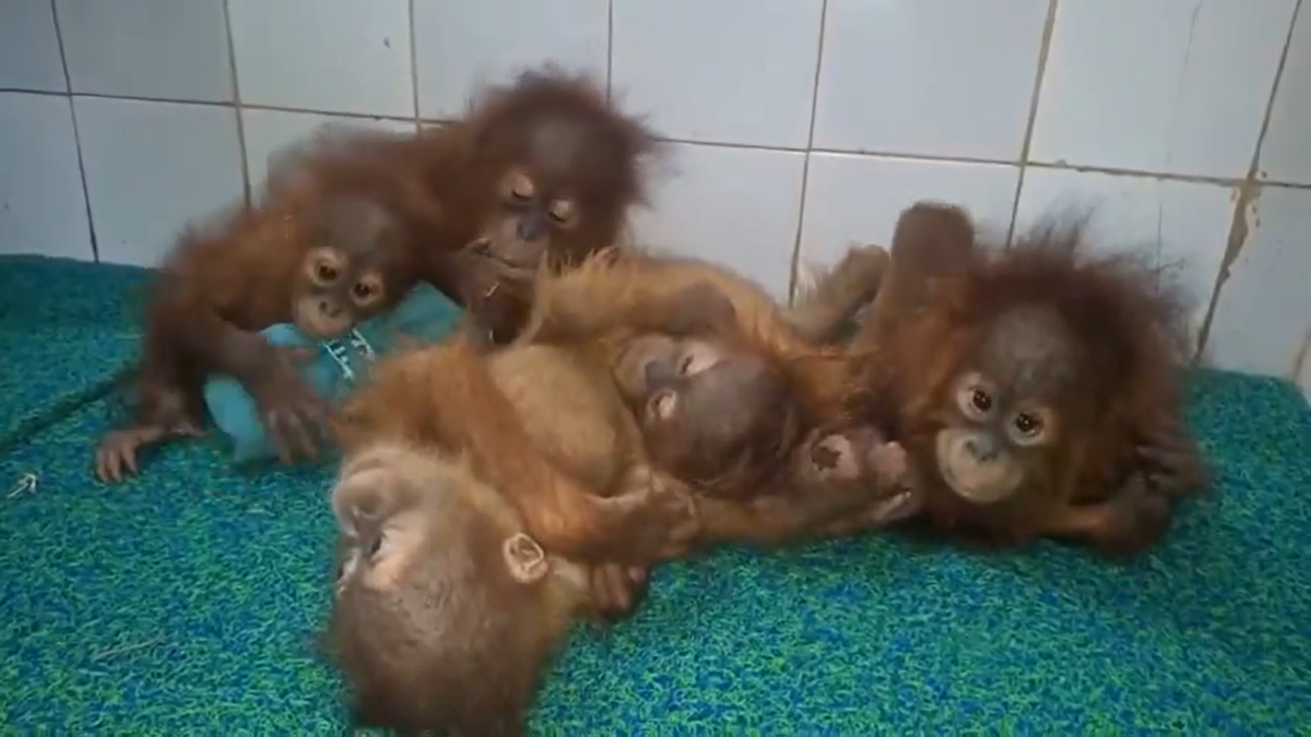 Odisha launches investigation after orangutans rescued from forest