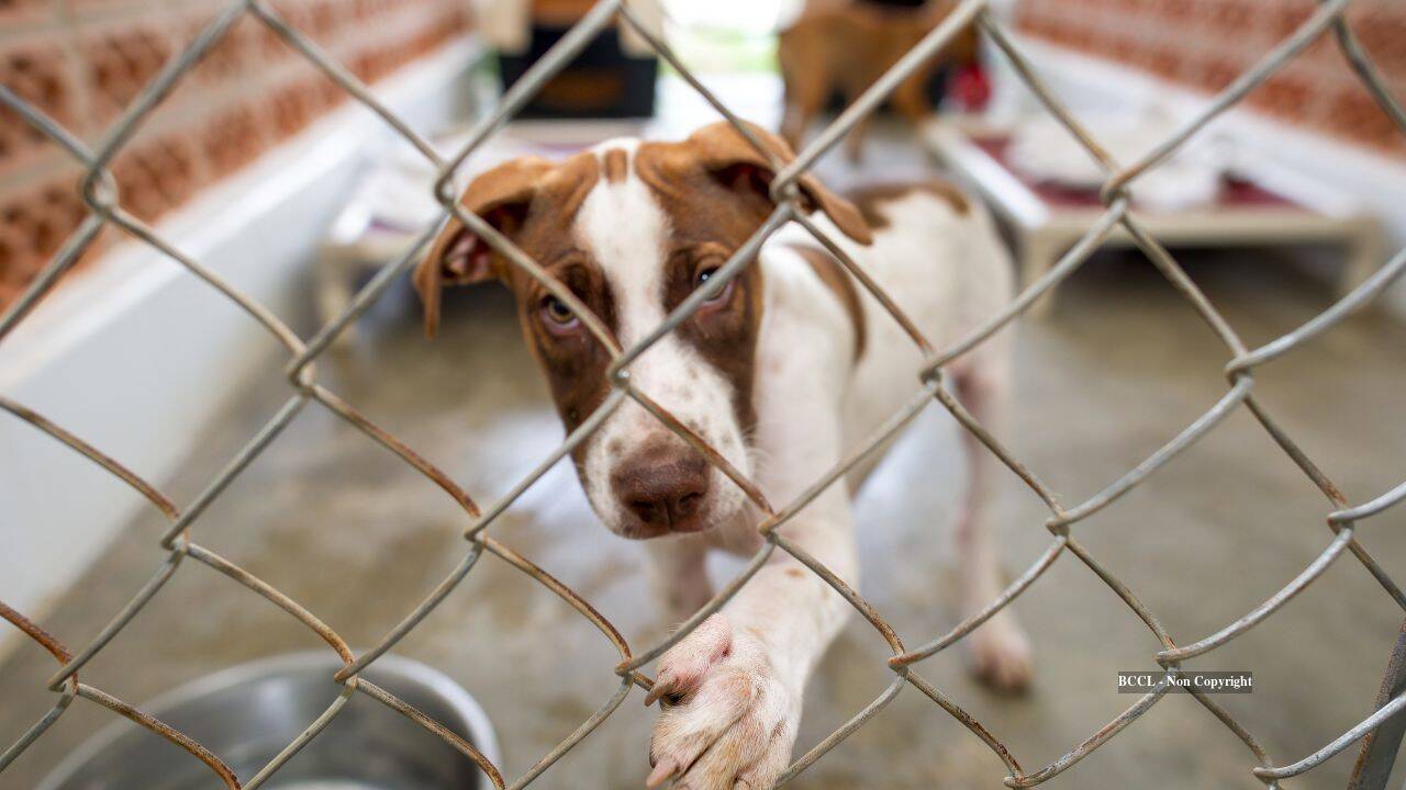 From Street Rescue to Shelter: How One Woman Transformed Lives
