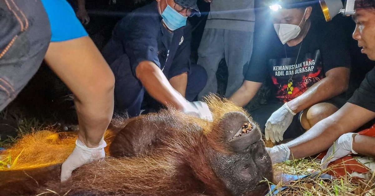 Indonesia rescues hundreds of starving wildlife from forest fires