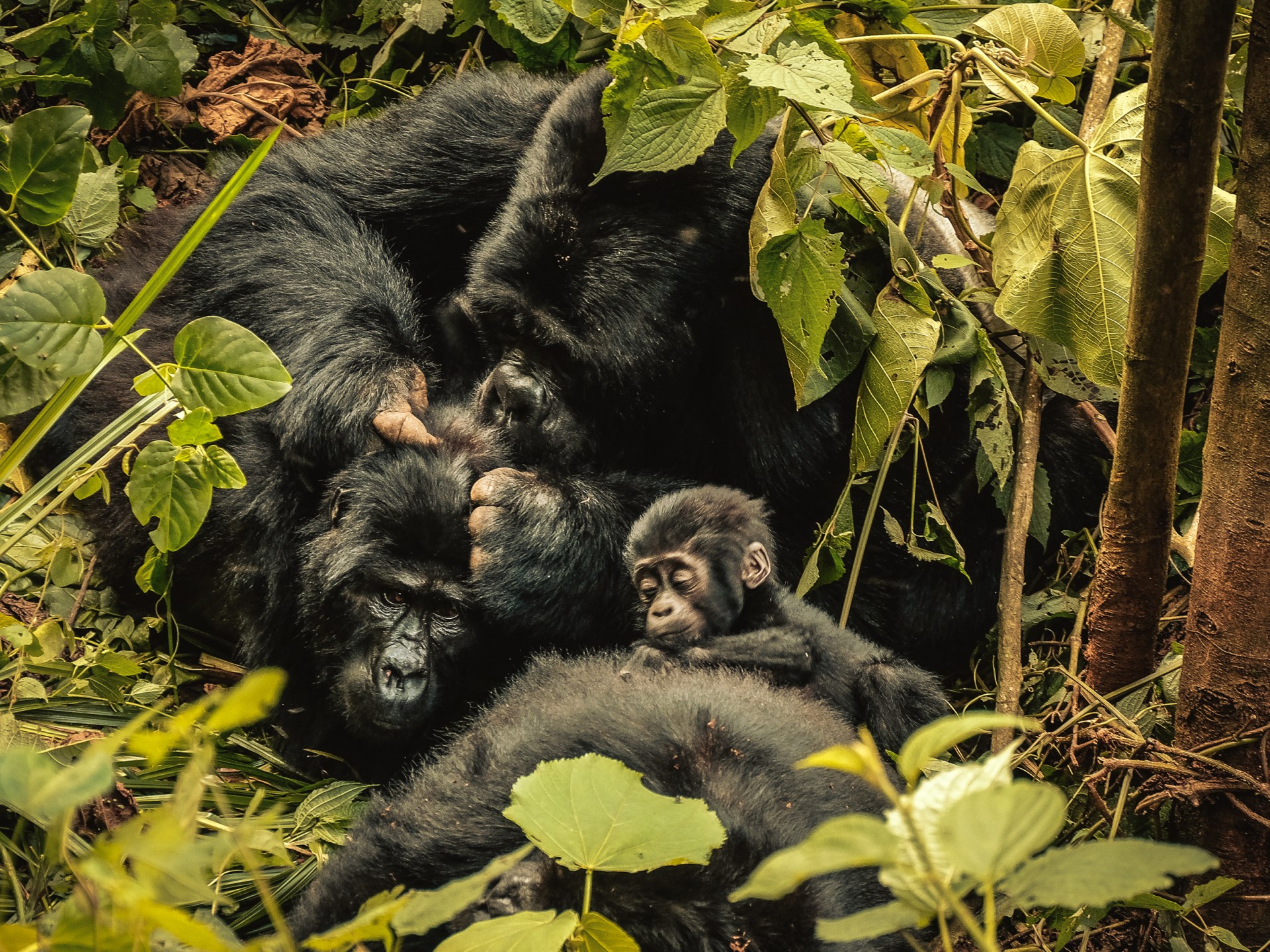Conservation efforts offer glimmer of hope amid global wildlife decline