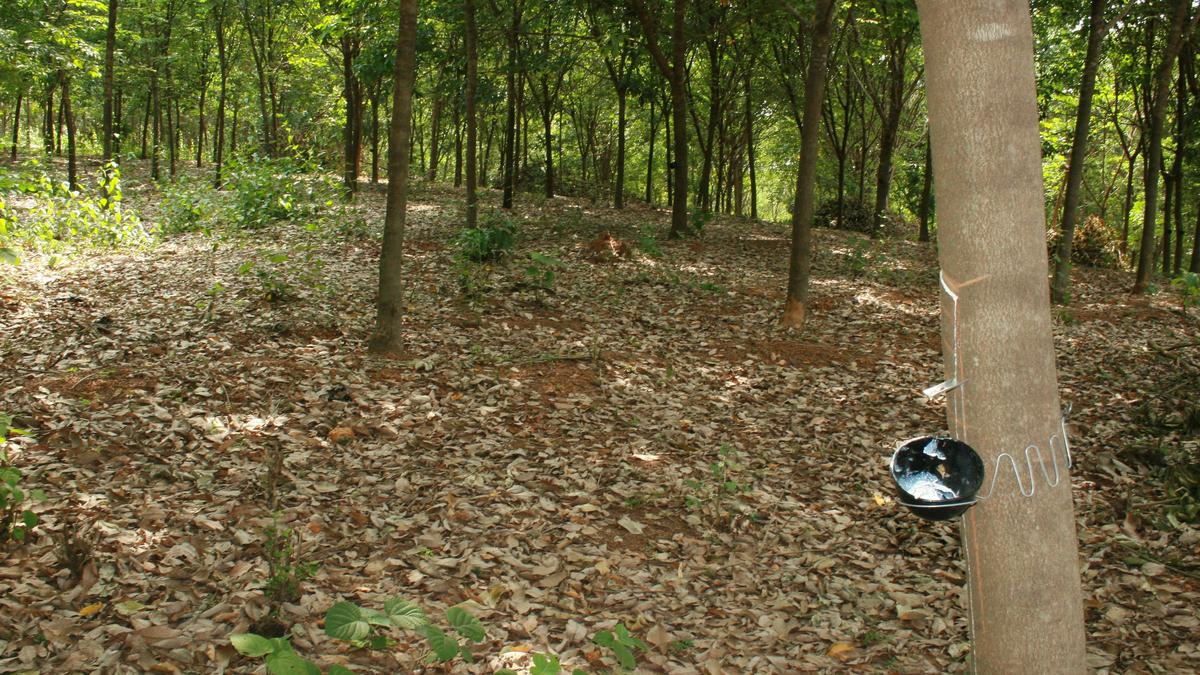 Kerala rubber research facility designated as national testing centre