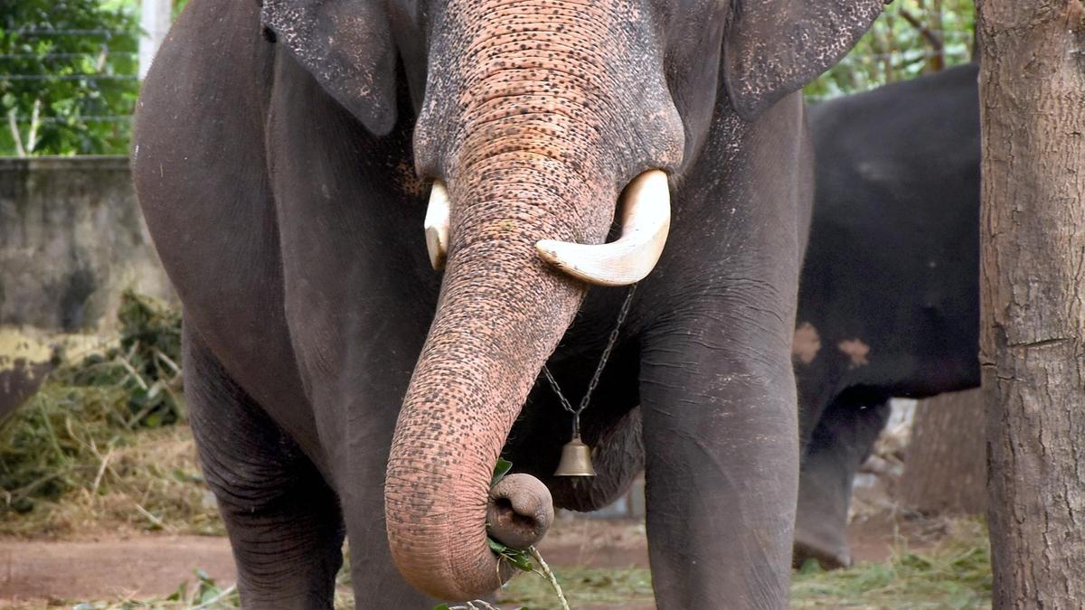 Beloved tusker Abhimanyu bows out of Mysuru Dasara festivities