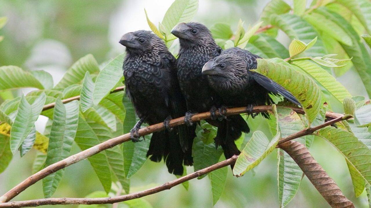 Introduced bird species thrives across Galapagos as El Nino creates ideal conditions