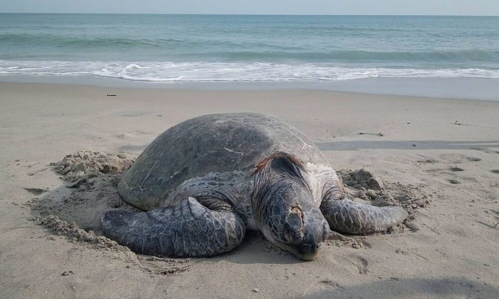 Injured green turtle rescued from Adam's Bridge Marine Park