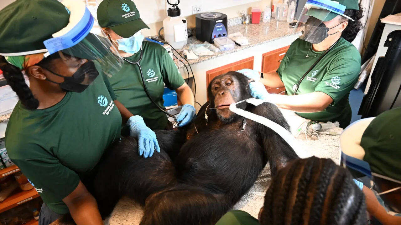 Liberia provides comprehensive health care to chimps retired from research