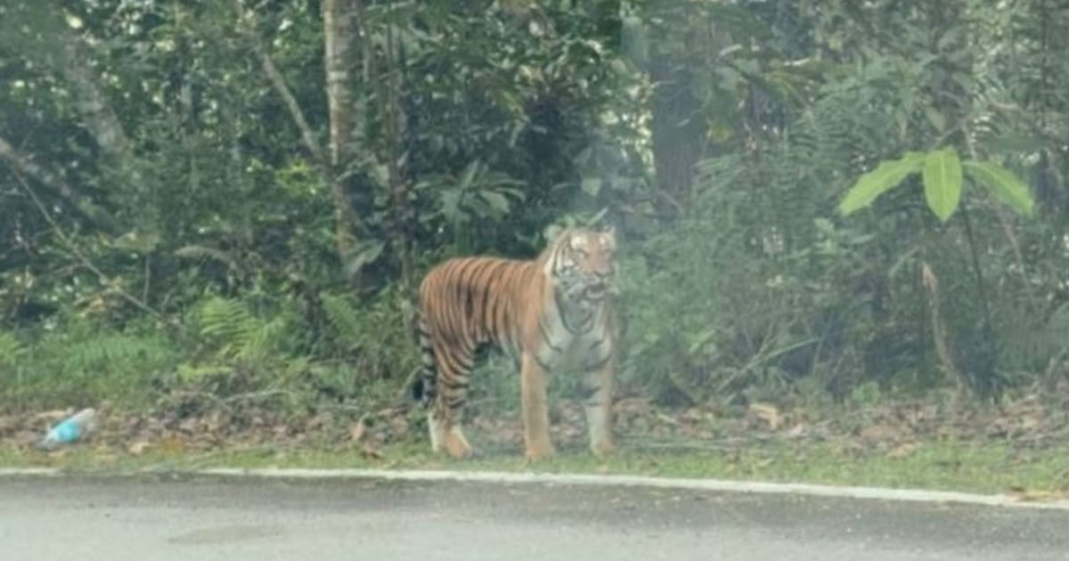 Perangkap kamera dipasang selepas harimau dikesan di tepi jalan Bukit Fraser