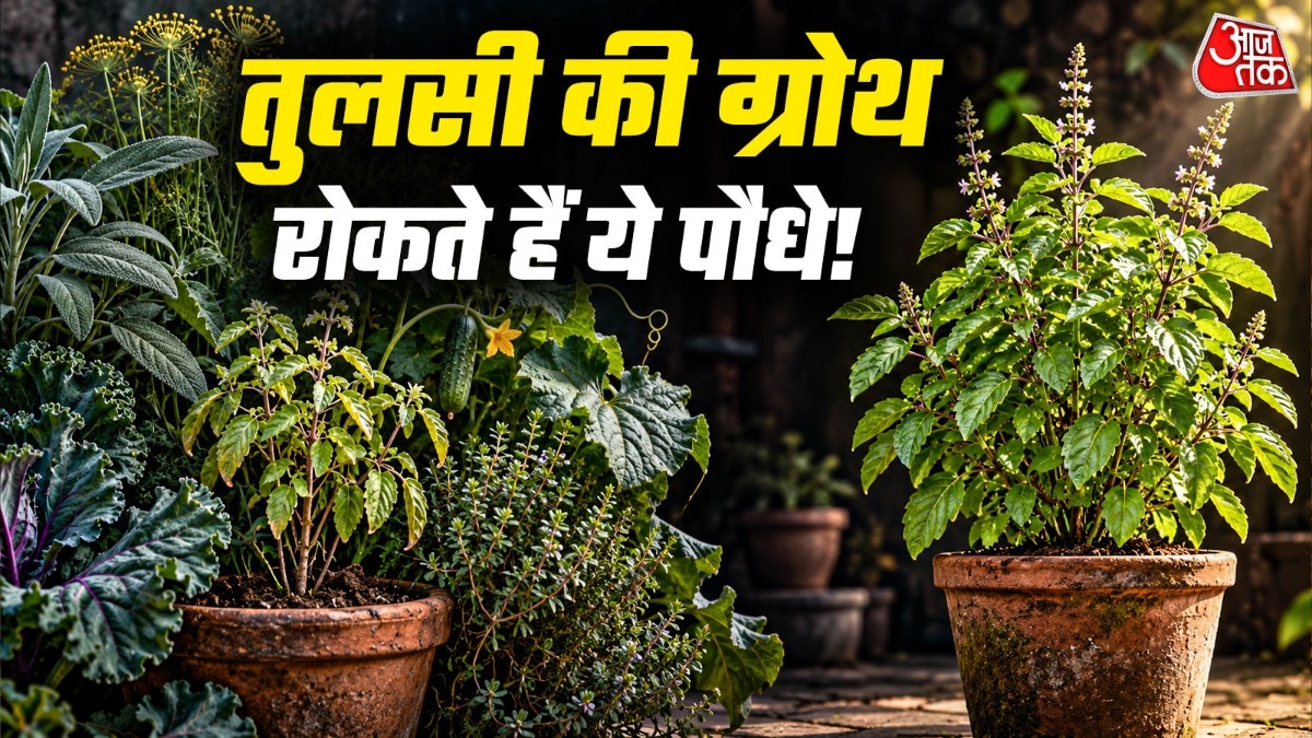Five plants to keep away from tulsi for healthy growth, gardeners advised