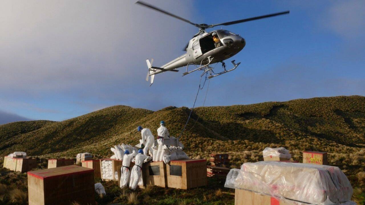 New Zealand's mouse eradication effort sparks native bird population recovery
