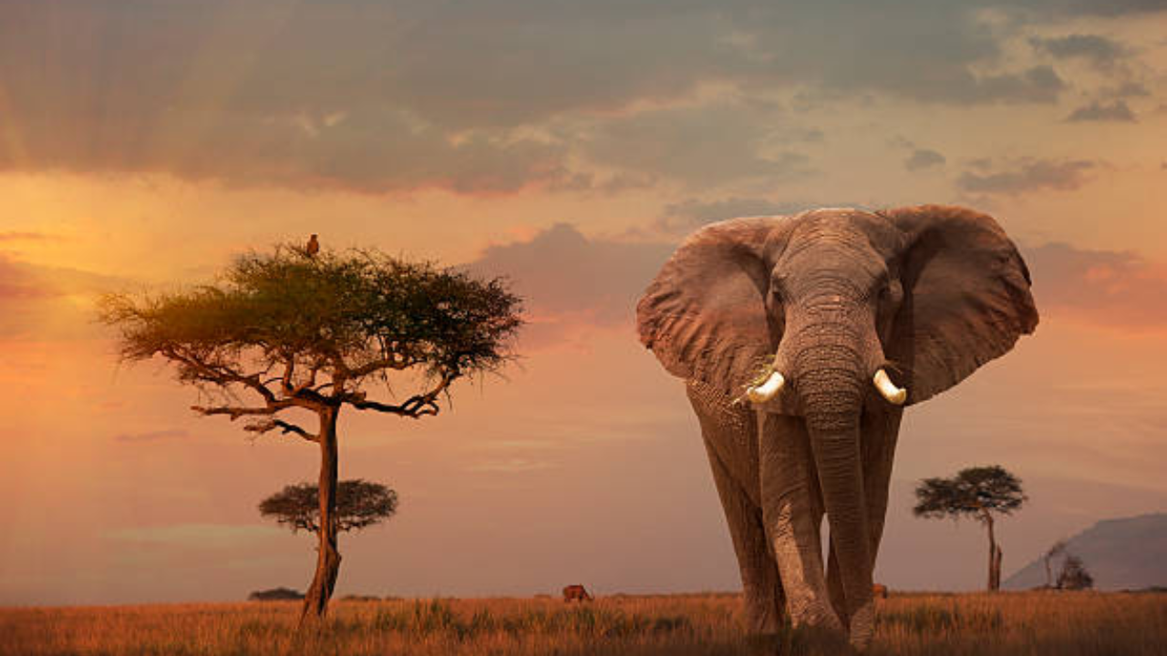 DiCaprio Foundation pledges $1 million for African elephant protection