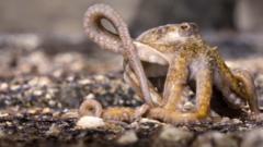 Octopus Narrowly Escapes Predator in Dramatic Blue Planet Footage