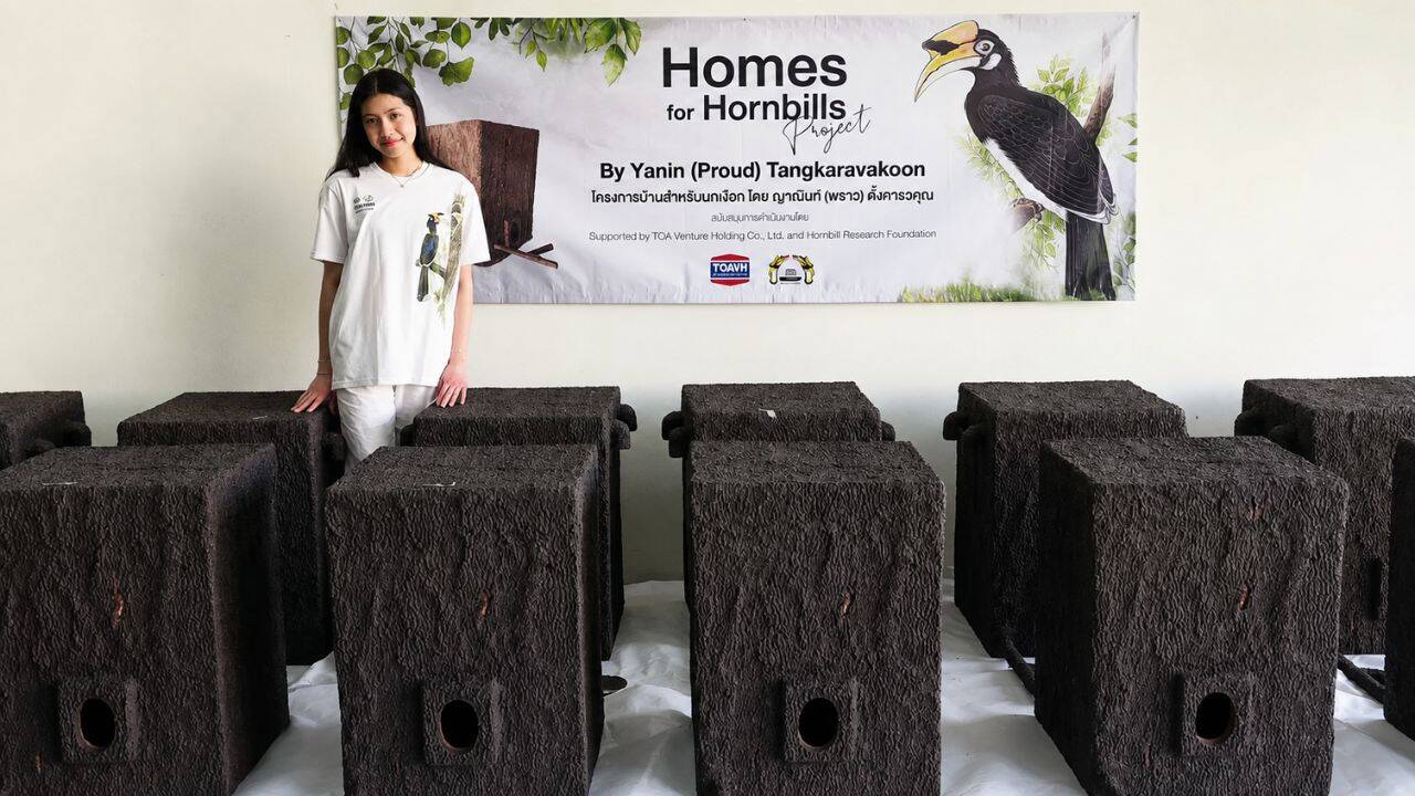 Thai teenager creates artificial nests to protect endangered hornbills