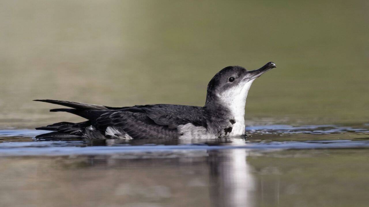 Rat eradication success: Seabird populations soar in Isles of Scilly