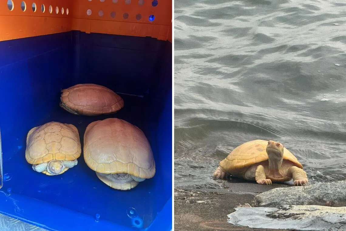 Five rare albino terrapins rescued from West Coast Park waters