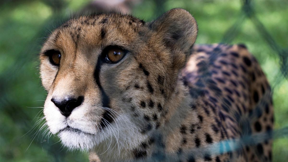 Two cheetahs released into third Madhya Pradesh habitat