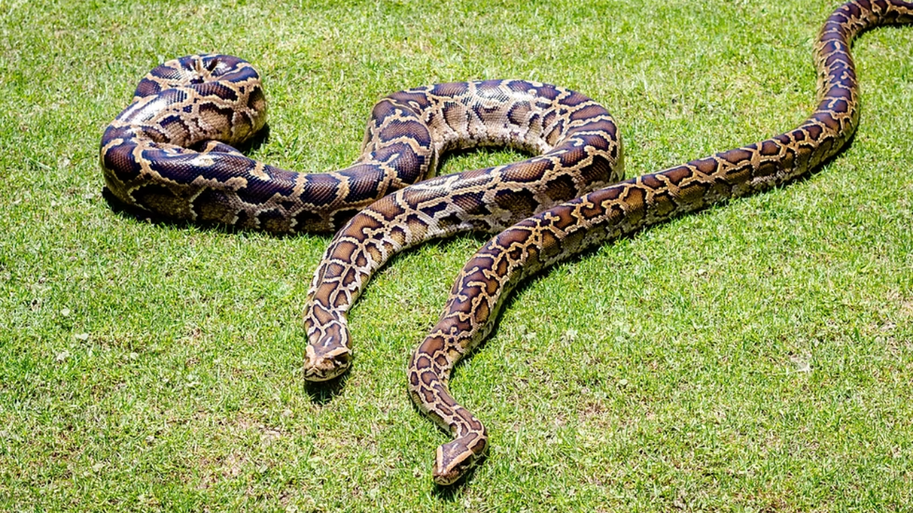 GPS tracking study reveals data challenges in python research