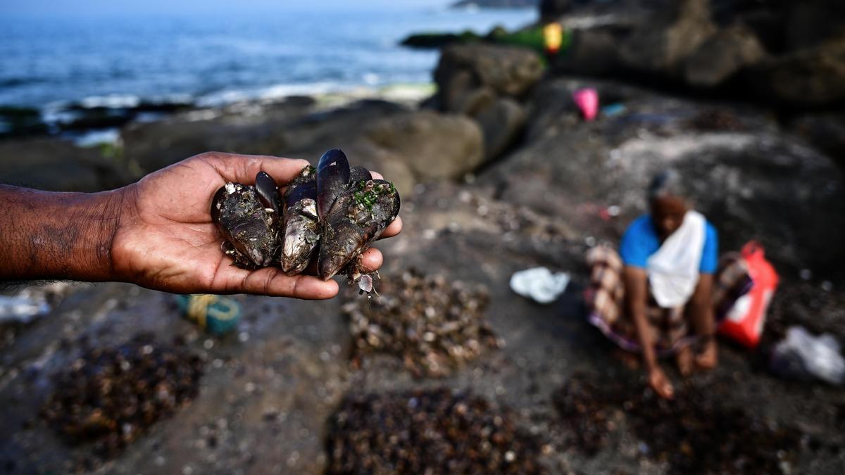 Brown mussels anchor coastal livelihoods in Thiruvananthapuram