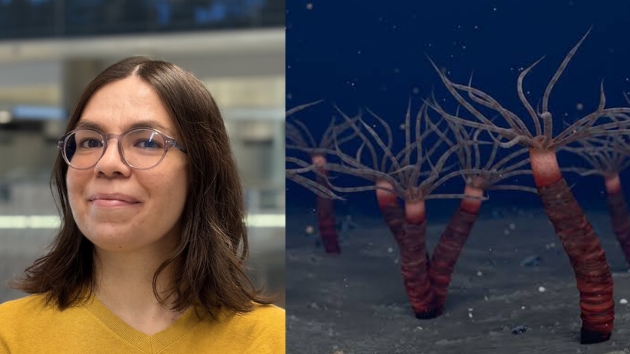 Canadian researcher discovers ancient jellyfish ancestor from 450 million years ago