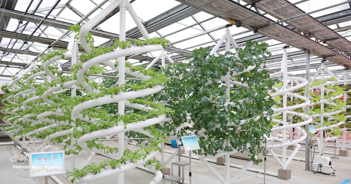 Vietnam, China deepen high-tech agricultural partnership across multiple sectors