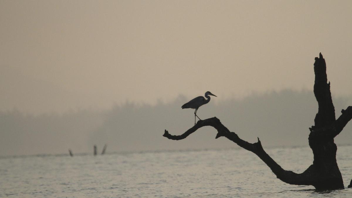 NPCIL to host 17th Kaiga Bird Marathon in February