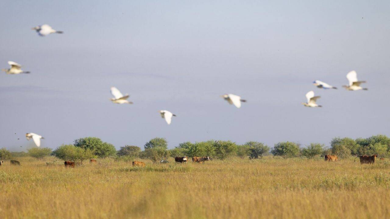Historic Texas ranch preserves 6,400 acres of coastal prairie for nearly two centuries