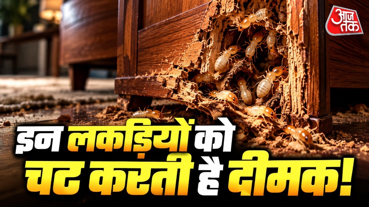 फर्नीचर खरीदते समय सावधान: इन लकड़ियों में दीमक का खतरा अधिक