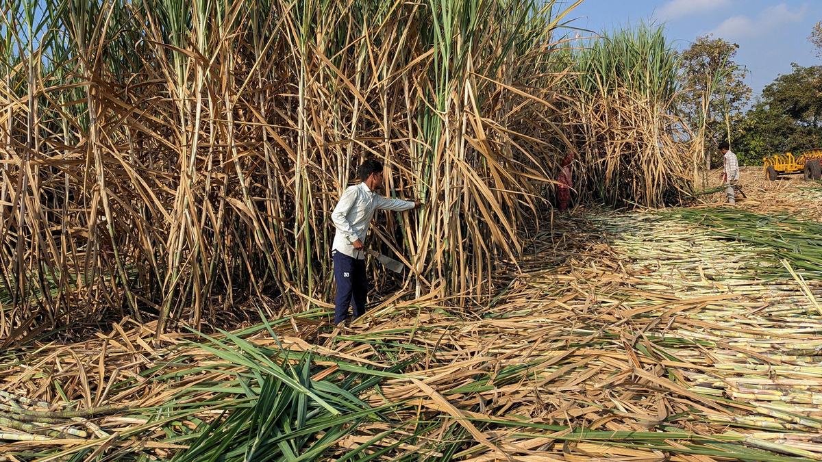Sugar mills set to begin early crushing season amid ED investigation concerns