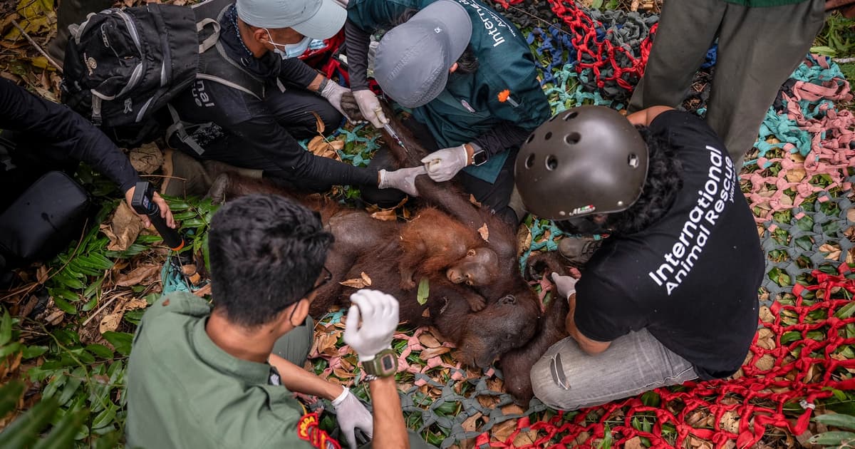 Indonesia rescues second orangutan family as West Kalimantan fires rage