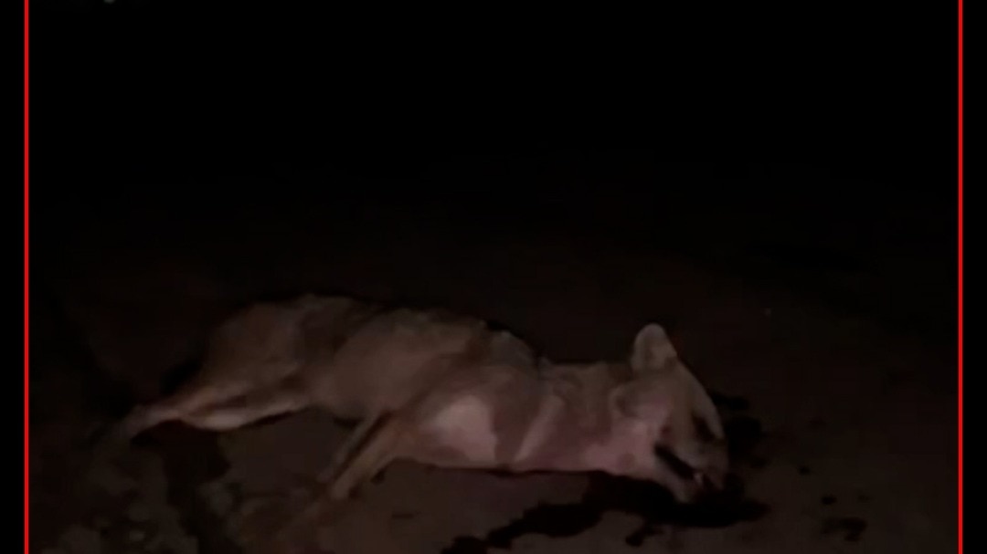 Jackal attacks injure over 10 people in Bihar's Rohtas district