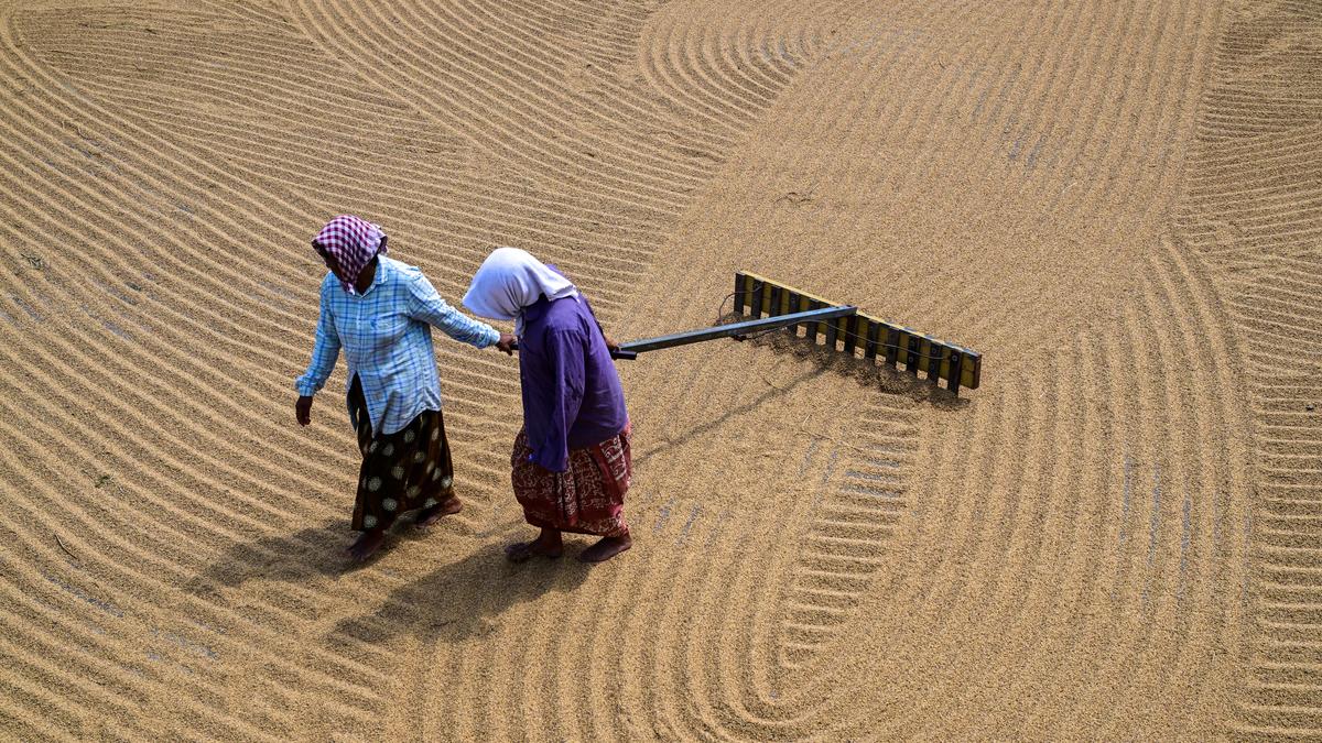 Delhi to host global rice trade conference targeting 2027 market outlook