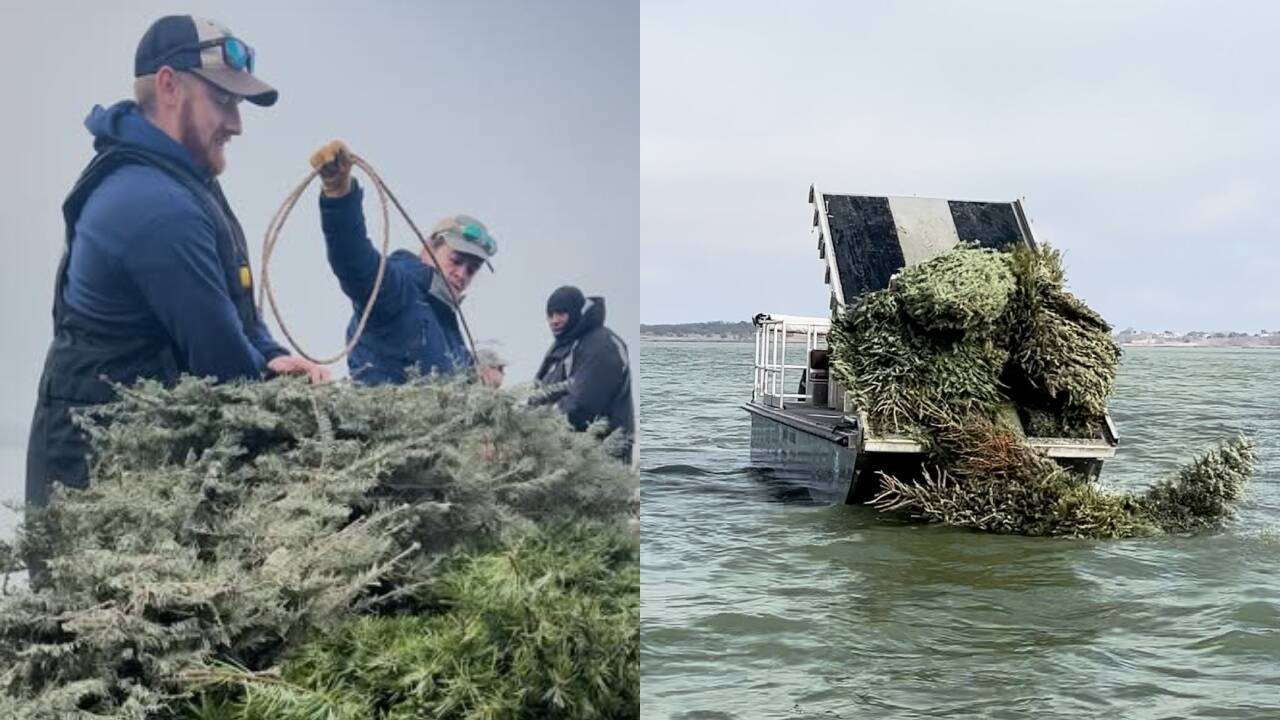 Texas recycling project gives discarded Christmas trees new purpose as fish habitat