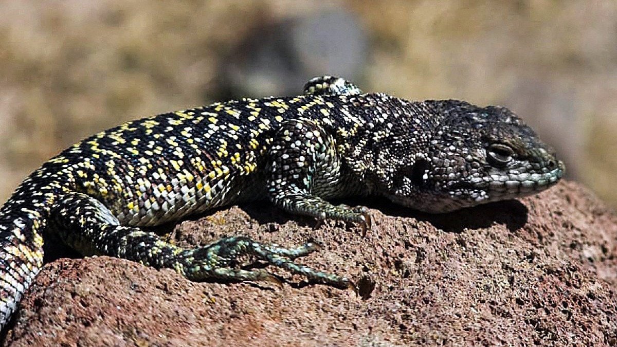 Scientists discover new lizard species in Peru's extreme highlands
