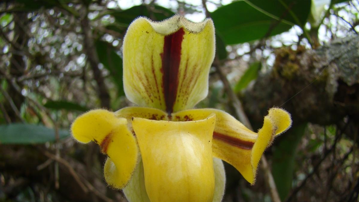 Kerala researchers document 3,261 plant species in Western Ghats reserve