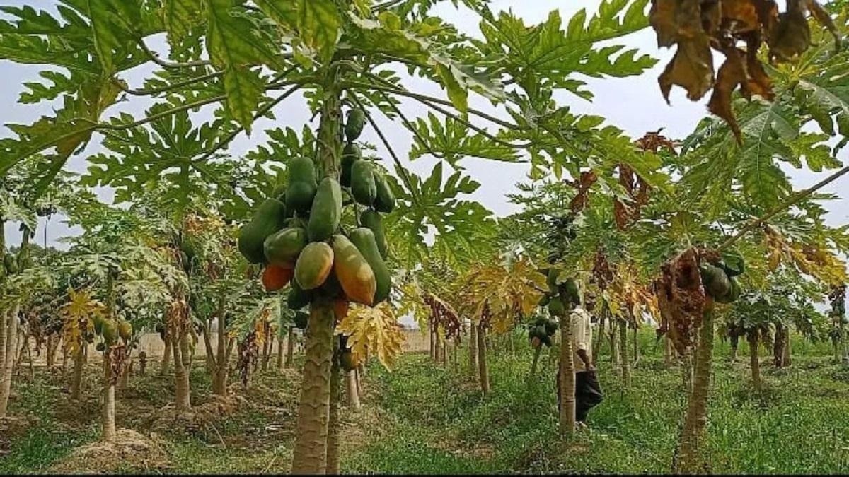 पपीते की खेती: साल भर मांग, किसानों के लिए लाभकारी विकल्प