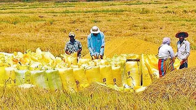 Paddy Marketing Board secures 45,362 MT during latest Yala season