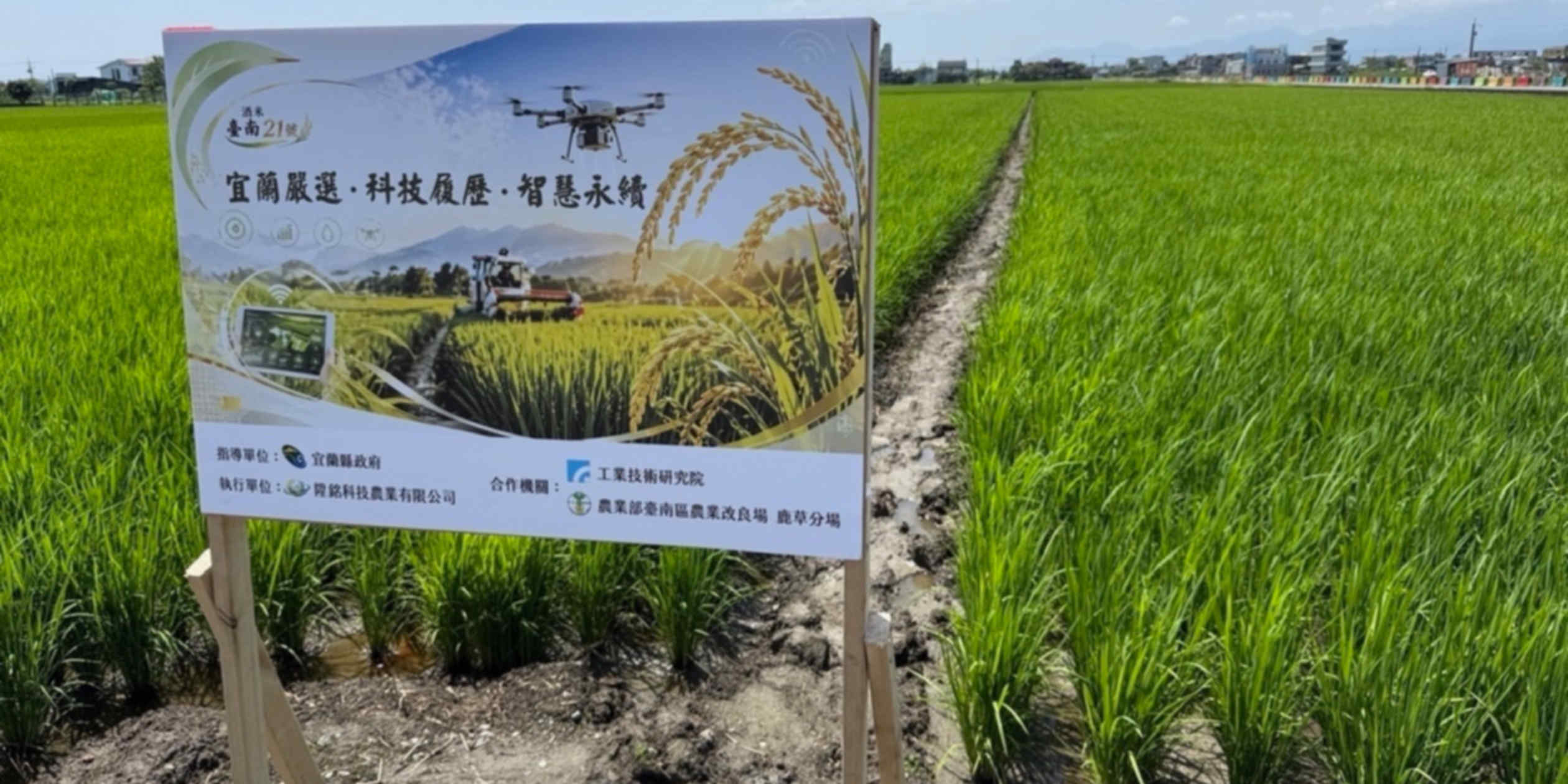 Taiwan rice finds new life in Japan's premium sake production
