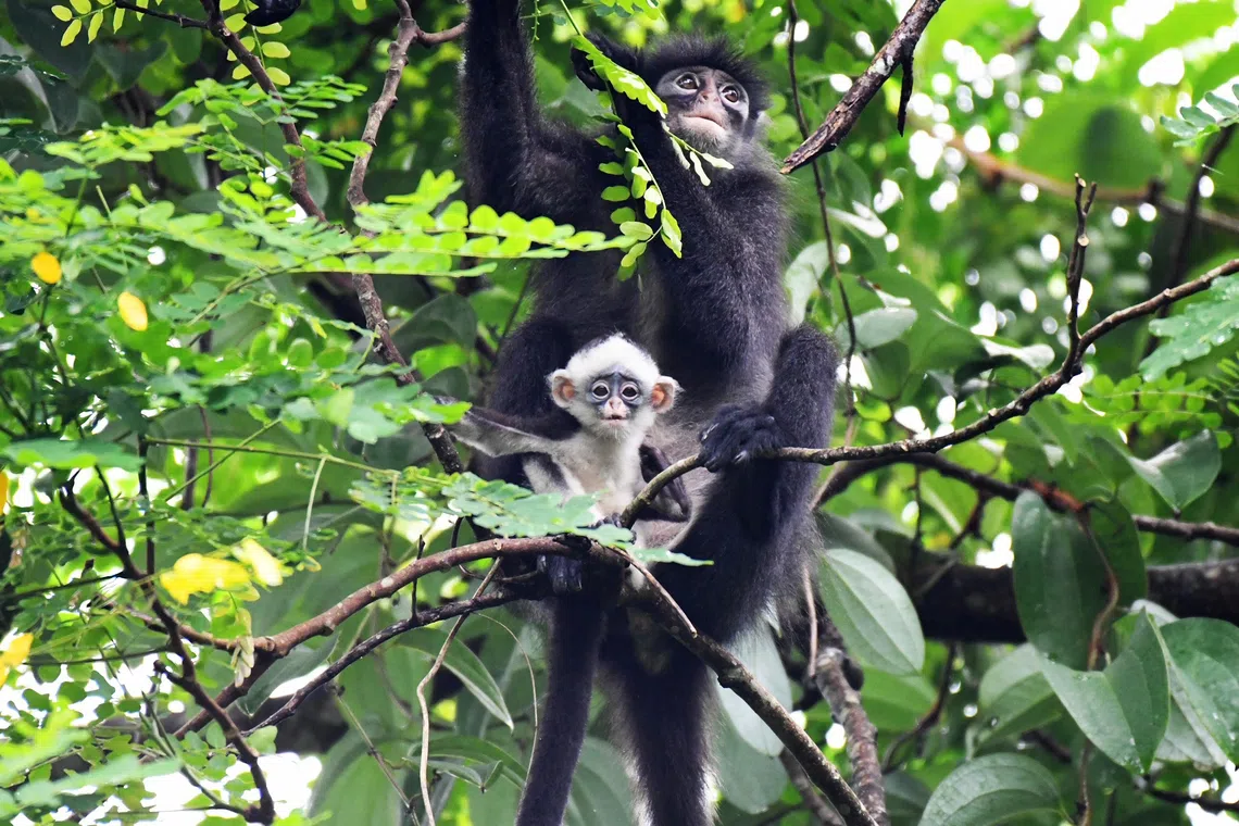 Singapore has no current plans to designate Tagore forest as nature reserve